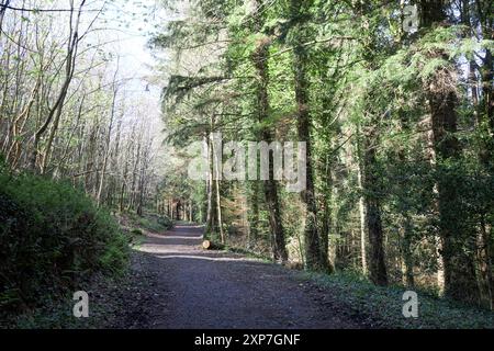 path walkway through glenarm forest county antrim, northern ireland, uk Stock Photo