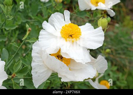 White and yellow Romneya coulteri, Californian tree poppy in flower. Stock Photo