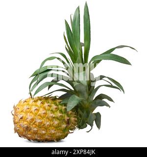 fresh whole ripe pineapple with crown of green leaves on top isolated white background, tropical fruit rich in vitamins, enzymes and antioxidants Stock Photo