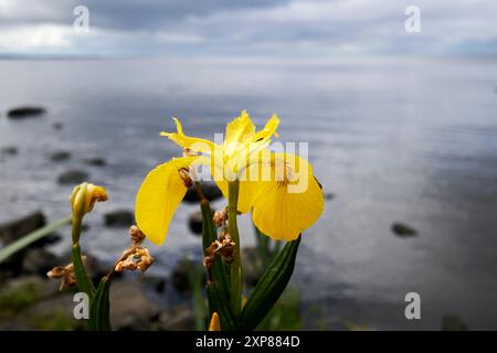 yellow flag iris iris pseudacorus flowering on the shores of lough neagh randalstown county antrim, northern ireland, uk Stock Photo