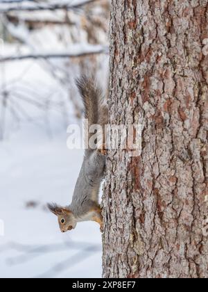 A squirrel sits upside down on a tree in winter and eats a nut. Eurasian red squirrel, Sciurus vulgaris Stock Photo