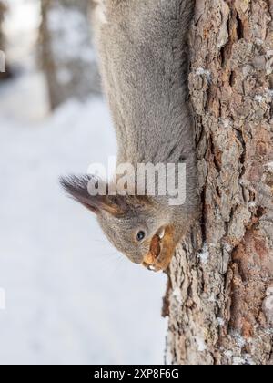 A squirrel sits upside down on a tree in winter and eats a nut. Eurasian red squirrel, Sciurus vulgaris Stock Photo