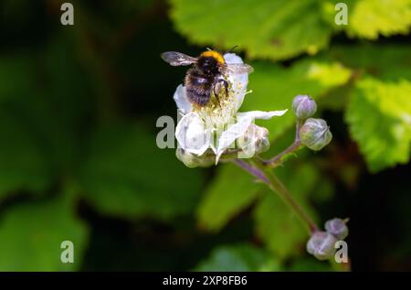 Bumblebee or "Early Bumblebee", female"Bombus pratorum" feeding on white blackberry or bramble flower. Wicklow, Ireland Stock Photo