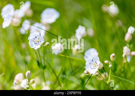 Sea campion "Silene uniflora" flowers growing wild along coast during summer. White petals blowing in wind. Wicklow, Ireland Stock Photo
