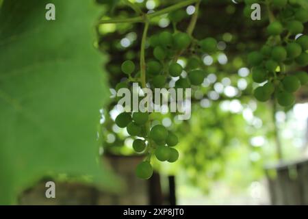 Grapes on a branch close-up. Growing grapes, winemaking. Stock Photo