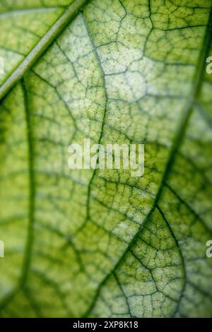 Detail of the leaf of a green plant Stock Photo