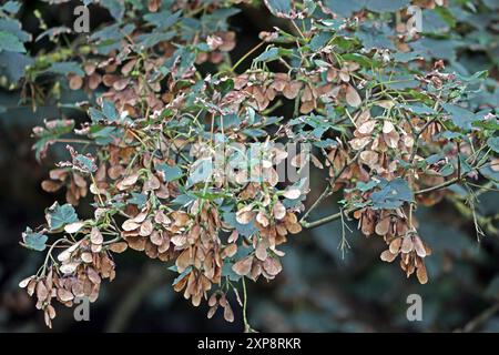 Früchte von Laubgehölzen Das Blüten vom Bergahorn hängen im Monat August an einem 40 Jahre alten Baum *** Fruits of deciduous trees The blossoms of the sycamore maple hanging from a 40-year-old tree in August Stock Photo