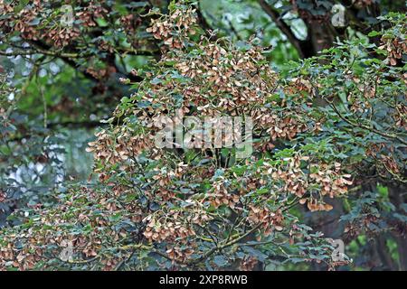 Früchte von Laubgehölzen Das Blüten vom Bergahorn hängen im Monat August an einem 40 Jahre alten Baum *** Fruits of deciduous trees The blossoms of the sycamore maple hanging from a 40-year-old tree in August Stock Photo