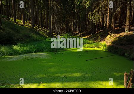small green pond behind the Komstkochsteich pond in the thuringian forest near Friedrichroda Stock Photo