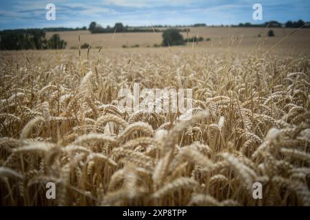 wheat field ready for harvest Stock Photo