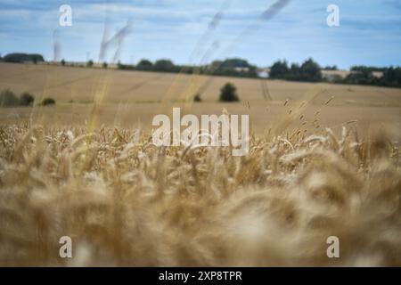 wheat field ready for harvest Stock Photo