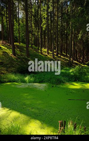small green pond behind the Komstkochsteich pond in the thuringian forest near Friedrichroda Stock Photo
