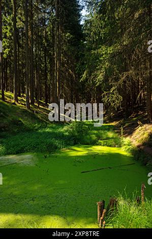 small green pond behind the Komstkochsteich pond in the thuringian forest near Friedrichroda Stock Photo
