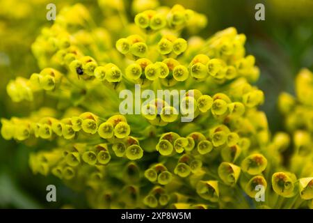 Close-up of Euphorbia growing in Arundel Castle Gardens, Arundel, West Sussex, UK Stock Photo