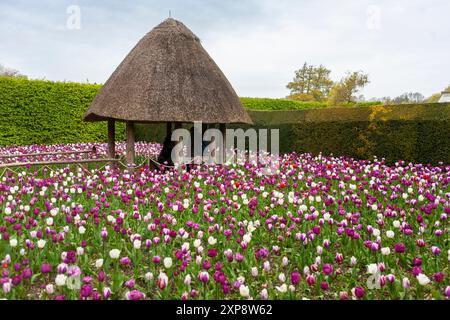 The thatched roundhouse surrounded by a beautiful display of tulips: Arundel Castle Gardens, West Sussex, UK Stock Photo