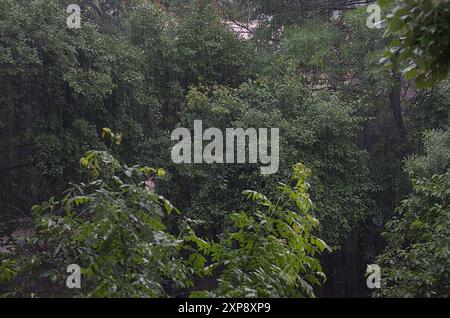 Natural background of heavy  rain falling on crowns of green trees in the garden in summer, Sofia, Bulgaria Stock Photo