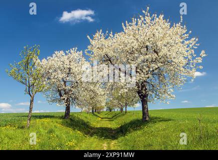 view ofbridle path and alley of flowering cherry and plum trees Stock Photo