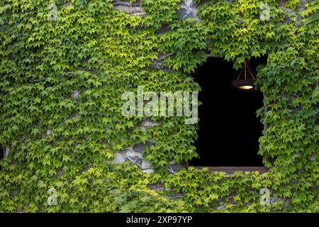 Ivy-Covered Wall with Illuminated Window Opening Stock Photo