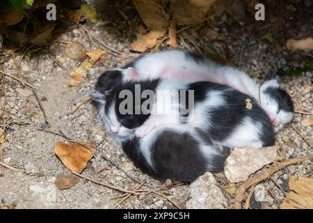 Newborn kittens on the street. Stock Photo