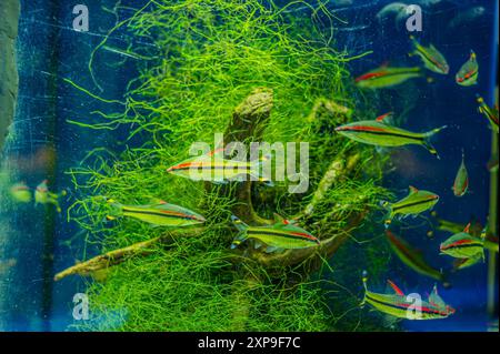 Denison barb Sahyadria denisonii swimming on a fish tank with blurred background. Flock of Denison barb fishes Puntius denisonii in freshwater aquariu Stock Photo