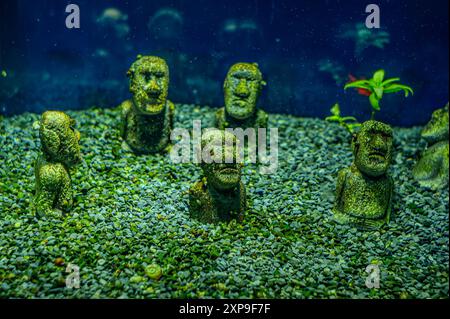 Denison barb Sahyadria denisonii swimming on a fish tank with blurred background. Flock of Denison barb fishes Puntius denisonii in freshwater aquariu Stock Photo