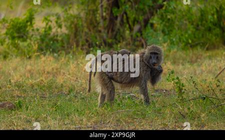 Olive baboon female feeding with a baby on its back. Wester Serengeti. Grumeti area. Serengeti National Park, Tanzania. Stock Photo