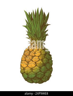 Drawing in the style of a sketch of a ripe pineapple on a white background. Illustration of a summer tropical. Vector for summer design. Stock Vector