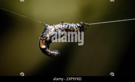 Black Spider, Long-Bellied Cyclosa Spider on a spiderweb, The detailed scene shows nature's raw essence, with hairy legs adding creepiness, The predat Stock Photo