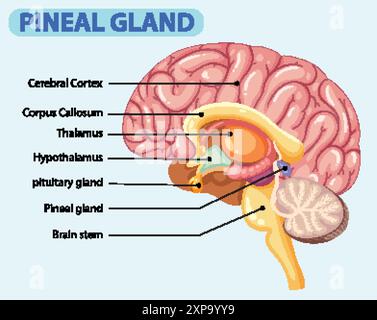 Detailed illustration of the pineal gland anatomy Stock Vector Image ...