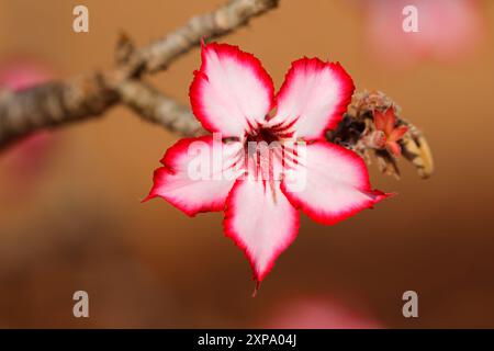 Colorful flower of an impala lily (Adenium multiflorum) - Kruger National Park, South Africa Stock Photo