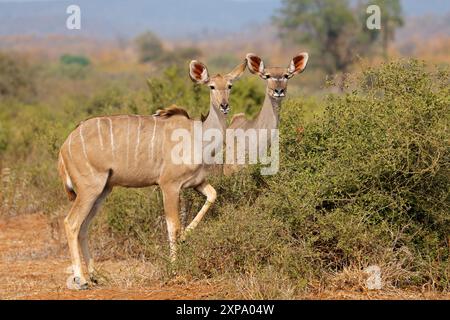 Kudu antelopes (Tragelaphus strepsiceros) in natural habitat, Kruger National Park, South Africa Stock Photo