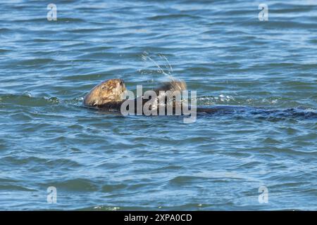 A Southern Sea Otter (Enhydra lutris nereis) pounds a mussel shell on a rock held on its chest to open it near Monterey, California. Stock Photo