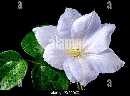 Beautiful Blooming white clematis Arabella flower isolated on a black background. Flower head close-up. Stock Photo