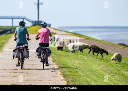 Eemshaven - Cyclists cycle among the sheep on the Zeedijk in Eemshaven. ANP / Hollandse Hoogte Venema Media netherlands out - belgium out Stock Photo