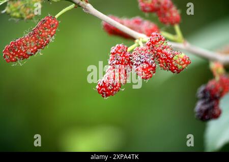 Common mulberry (Morus alba) fruits (berries) on a tree : (pix Sanjiv Shukla) Stock Photo