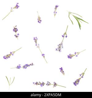 Seamless pattern of Lavender Sprigs on White Background Stock Photo