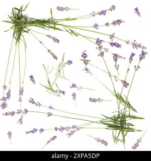 Seamless pattern of Lavender Sprigs on White Background Stock Photo
