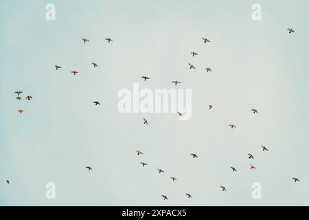 Large group of pigeons flying across the winter overcast sky, low angle view Stock Photo
