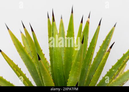 Agave decipiens plant sharp pointer leaves closeup on white isolated background Stock Photo