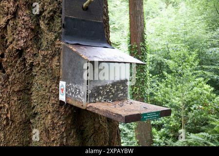 seeds left out for red squirrels in glenariff forest park, county antrim, northern ireland, uk Stock Photo
