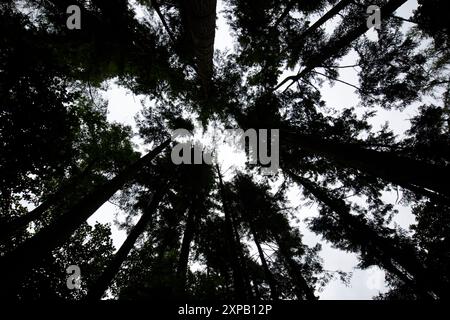looking up in canopy of douglas fir trees in glenariff forest park, county antrim, northern ireland, uk Stock Photo