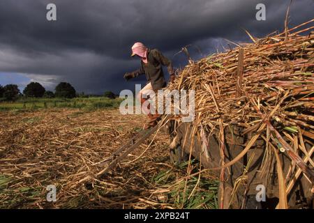 A farmer harvests sugar cane in Barbalah, Brazil. Stock Photo