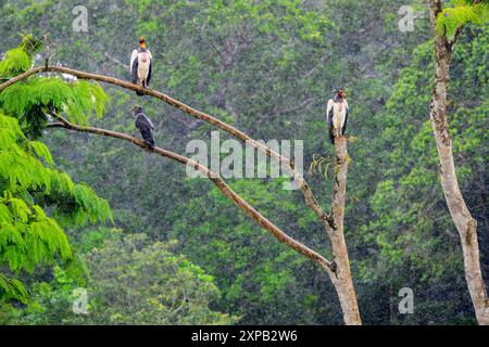 Two King Vultures (Sarcoramphus papa) and Black Vulture (Coragyps atratus) perched on a tree branch in the rain, Costa Rica Stock Photo