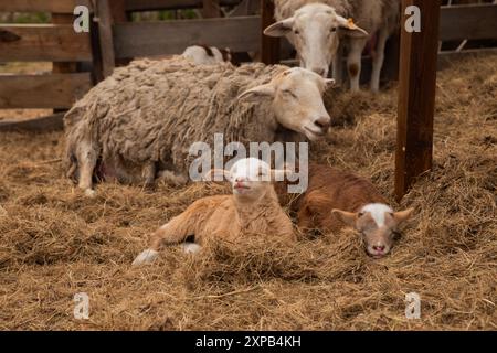 family of sheep relaxing on hay. brown baby lambs and sheep's parents Stock Photo