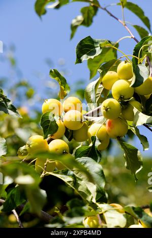 Wild apples growing in a park in Warsaw, Poland Stock Photo