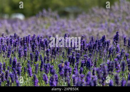 A field of blooming lavender (Lavandula) with blurred greenery Stock Photo