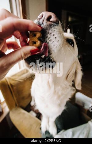 English Cream Golden Retriever eating B shaped dog treat Stock Photo