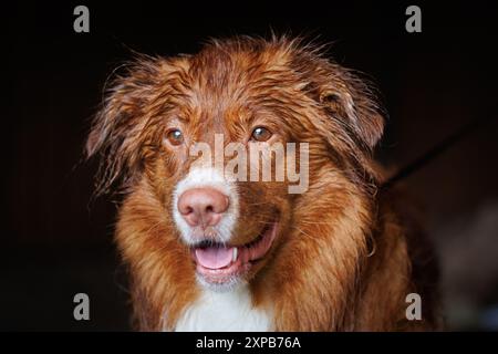 Portrait of Nova Scotia Duck Tolling Retriever Stock Photo