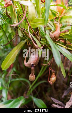 Nepenthes alata, tropical pitcher plant. Exotic plant is carnivorous and uses its nectar to attract insects that drown in the pitcher and are digested Stock Photo