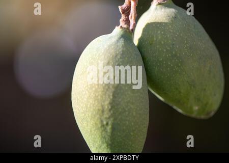 Young Green Mangos shot close up Stock Photo